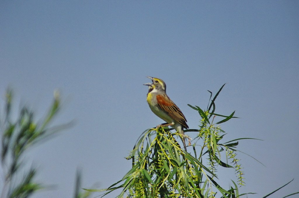 Dickcissel, 2009-06220618 Hawkeye Wildlife Management Area, IA.JPG - Dickcissel. Hawkeye Wildlife Management Area, IA, 6-22-2009